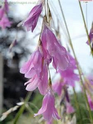 Dierama trichorhizum 9cm - 9cm, pot
