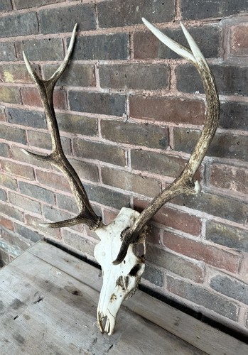 Red deer antlers for sale - antlers,