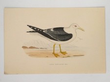 Lesser Black Backed Gull Bird Print F O Morris A F Lydon c1870s Hand Coloured