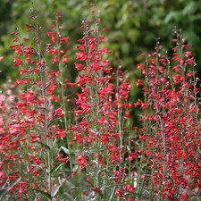 Penstemon - Twizzle Scarlet (Penstemon barbatus) - Kings Seeds - 20 Seeds