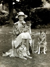 FINNISH SPITZ CHARMING DOG