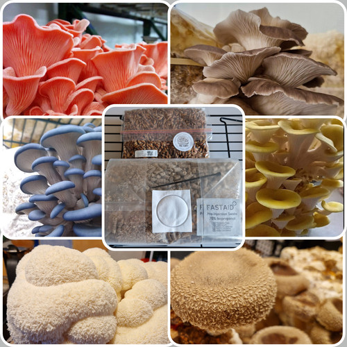 75/150g mushroom spawn