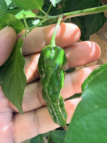Green chilli black - green,
