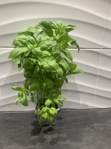 Basil plant 20 - 2,