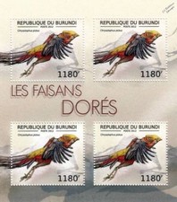 Golden pheasant - golden, /