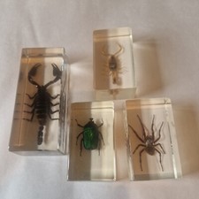 bug specimen in clear case