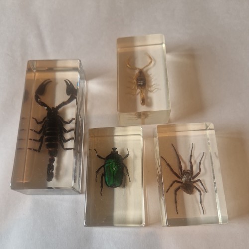 Bug specimen clear - specimen, case