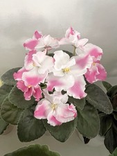 African Violet / Saintpaulia