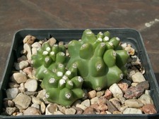 Echinocereus mojavensis f