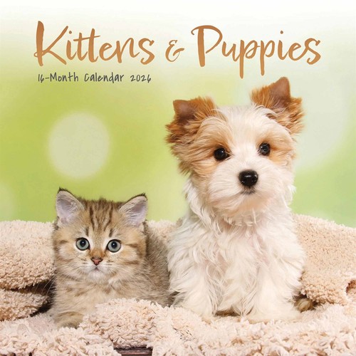Kittens puppies mini - kittens, &
