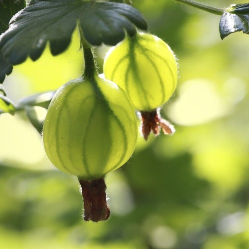 Green gooseberry plant ribes - green,