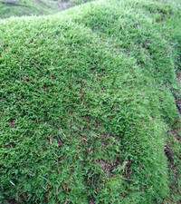 Fresh Live Sheet Moss Carpet