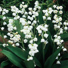 10 Lily Of The Valley