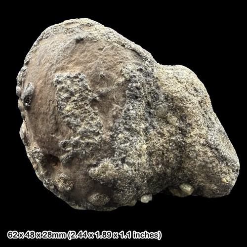 Petrified wood fossil - petrified,