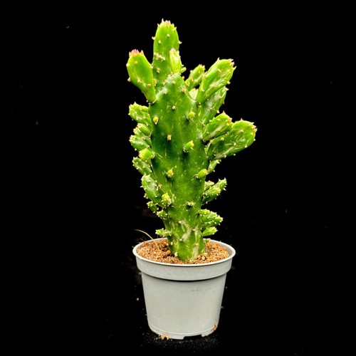 Opuntia moncantha prickly pear - opuntia,