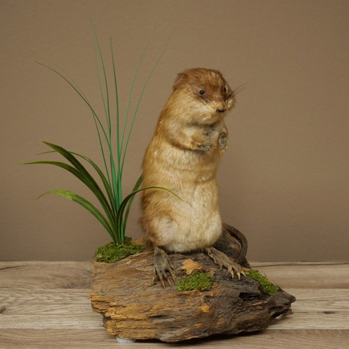 Used standing mink - standing, rat
