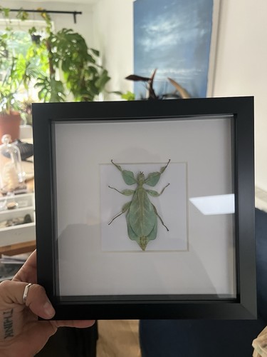Taxidermy real framed leaf - taxidermy,