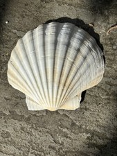 Beautiful large real king sea - beautiful,