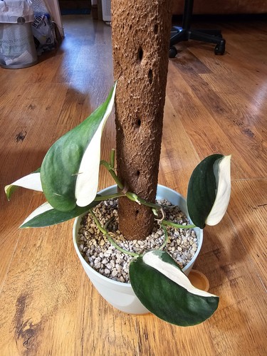 Scindapsus jade black albo - scindapsus,