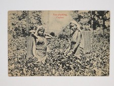 Tea Picking Ceylon Sri Lanka - Postcard c1920s 