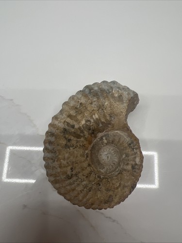 Large ammonite fossil - ammonite,