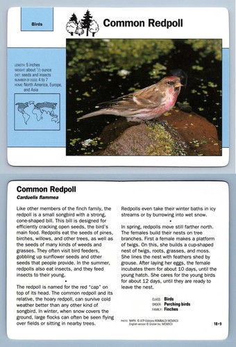 Common redpoll birds - common,