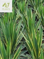 Yucca gloriosa variegata - yucca,