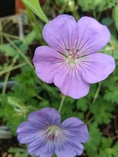 3 x Geranium 'Rozanne', hardy
