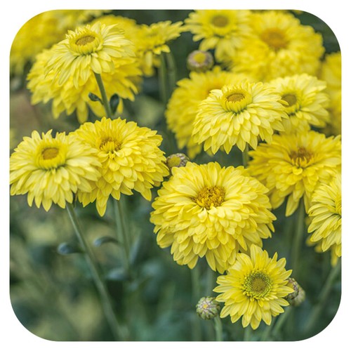 Chrysanthemum dendranthema - chrysanthemum,