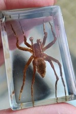 Real Spider Bug  Insect Preserved in Resin Desk Paperweight Animal Collection 