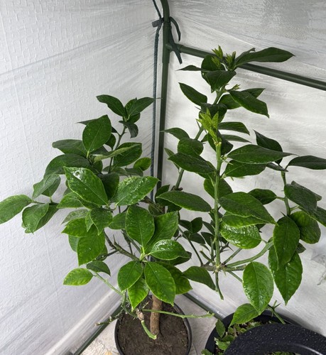 Rainbow blood orange tree - 🍊,
