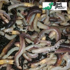 Canadian Nightcrawlers Free