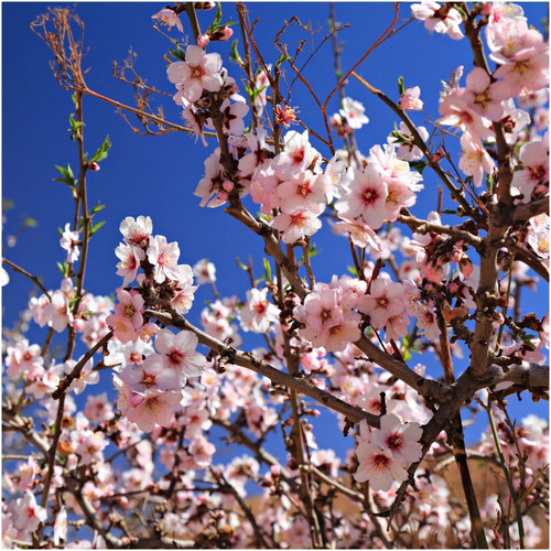 Almond tree prunus dulcis - almond, tree,
