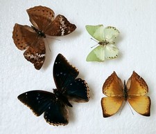 Butterfly Collection Set x4