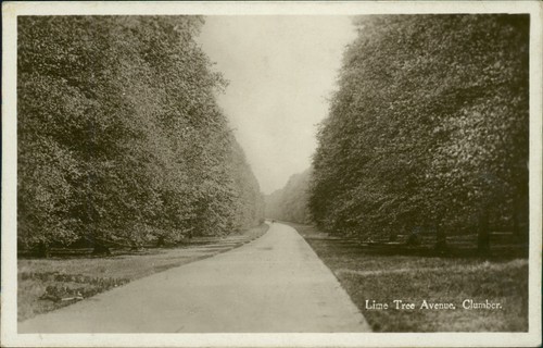 Clumber lime tree avenue real - lime,