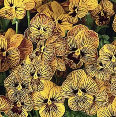 Viola cornuta twix special - viola,