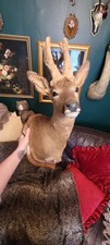 Vintage French Taxidermy Roe