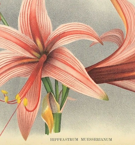 Botanical hippeastrum - botanical,