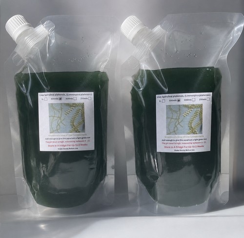 Live spirulina platensis - spirulina,