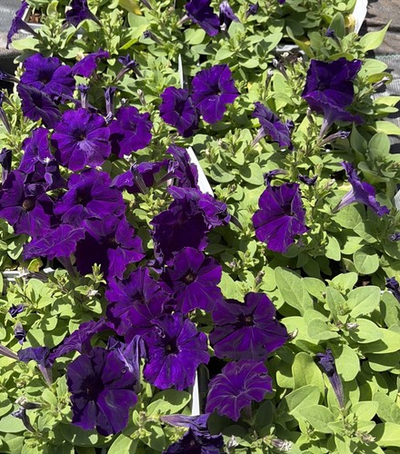Petunia single blue - petunia,