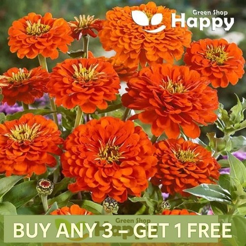 Zinnia dahlia orange - zinnia,
