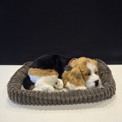Real pet breathing beagle dog - pet,