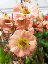 Geum 'Mai Tai'  - 1 x 1 litre