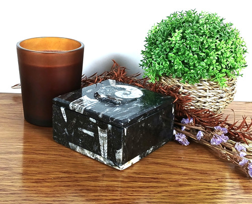 Square goniatite ammonite - goniatite,