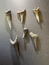 set of 6 genuine fossil shark teeth- Herne Bay, Kent, Uk- Eocene period