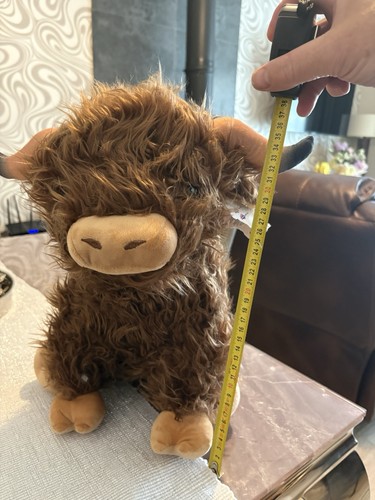 Adorable cuddly highland - cuddly, cow
