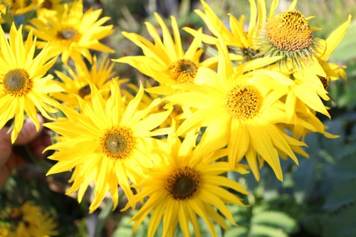 Hardy perennial chocolate - perennial,