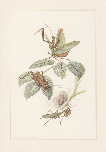 Praying mantis - praying,