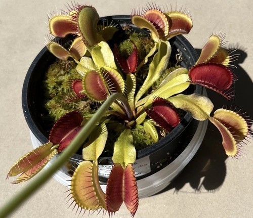 Venus fly trap - fly, 10