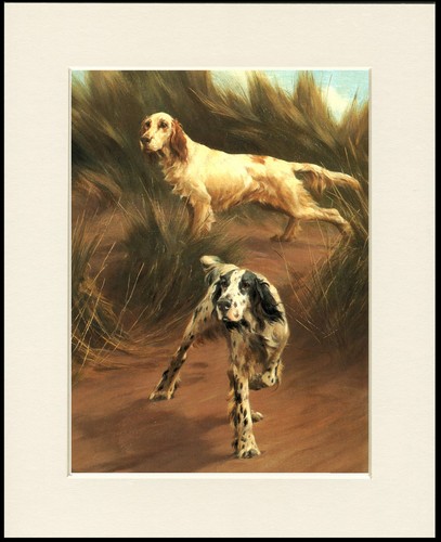 English setter dog - setter,